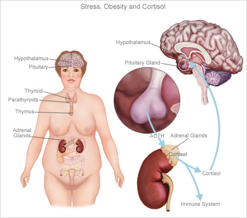 relación entre cortisol y obesidad