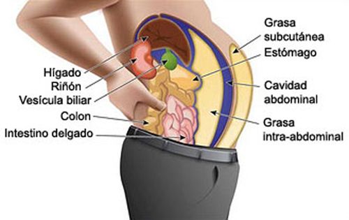 Grasa visceral y riesgo cardiovascular